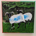 Mayo Sheep